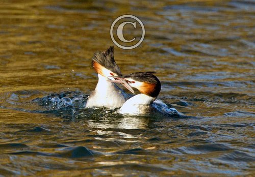 Great Crested Grebes